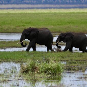 Tarangire national park Tanzania. twee olifanten die achter elkaar lopen langs het moeras