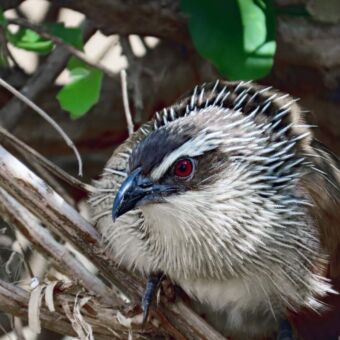 Reisverslag safari Tanzania. Een great spotted cuckoo op een takje. Witte borst en zwart met wit gespikkelde vleugels