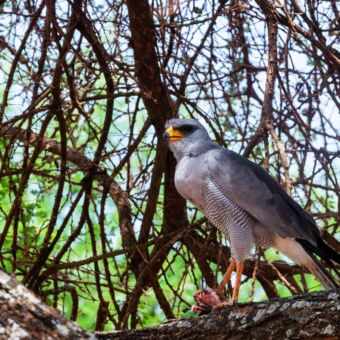 Dark Chanting Goshawk op een tak met een prooi in zijn klauwen. Reiservaring safari Tanzania
