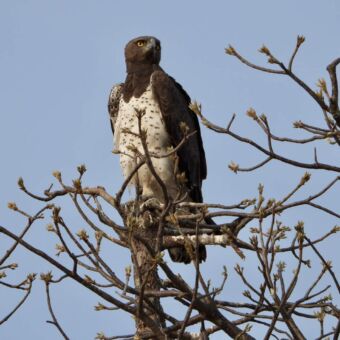 Martial Eagle in de toppen van een boom. Gespot op een vogelsafari in Tanzania