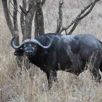 Buffel staand in het gele gras in Mikumi. Safari Tanzania review