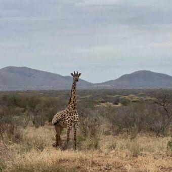 Safari rondreis Tanzania. Giraf je aankijken in Mkomazi National Park