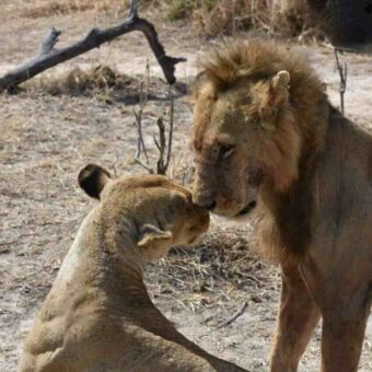 Review Droomreis Tanzania. In Mikumi National Park een leeuw en leeuwin met de neusjes tegen elkaar aan