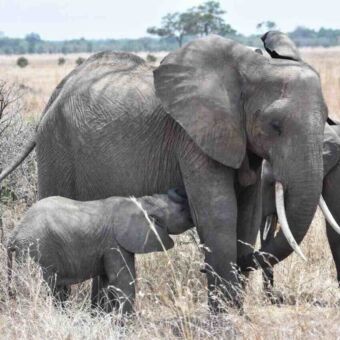 Review rondreis Tanzania. In Mikumi Nationaal Park een klein olifantje die drinkt bij zijn moeder