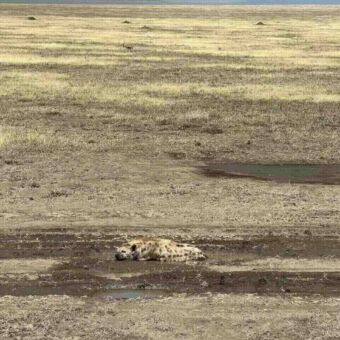 Rondreis Tanzania. Hyena die languit ligt en slaapt op de vlakte van de Serengeti