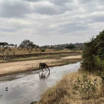 Rondreis Tanzania. In Tarangire National Park aan de oever van een rivier staat een giraf met uitgestrekte poten om water te drinken