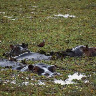 Review Droomreis Tanzania Safari. Grote groep hippo's in een poel. De poel is overgroeit met planten en de kooien komen er net doorheen