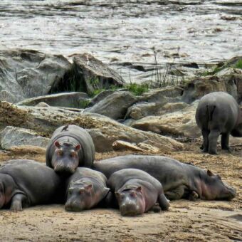 Rondreis Tanzania. Nijlpaarden die op het droge dicht tegen elkaar aan liggen