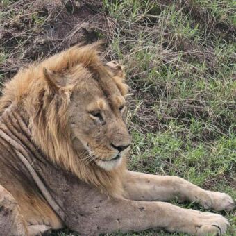 Reiservaring Tanzania. Grote mannetjes leeuw die ligt en wegdommelt