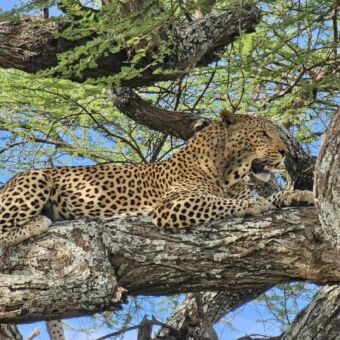 Safari Tanzania. Luipaard liggend op een tak in een boom