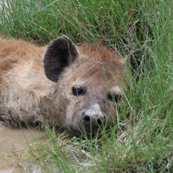 Kop van een hyena liggend in het gras Tanzania safari