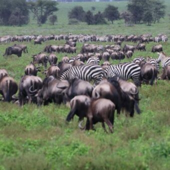 Grote groep gnoes tijden de grote trek op de vlaktes van Ndutu Tanzania