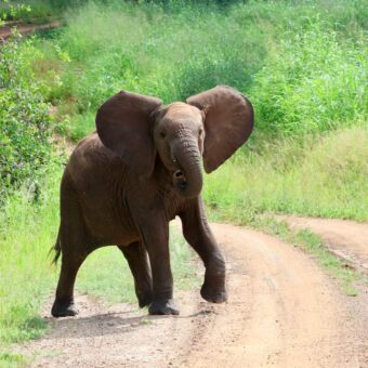 Olifant die aanstalten maakt om naar de safariauto te komen