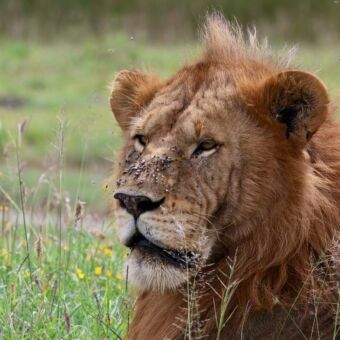 Reiservaring Tanzania kop van mannetjesleeuw met veel vliegen op zijn neus