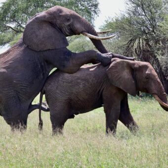 Olifanten die paren op de vlaktes van Tarangire