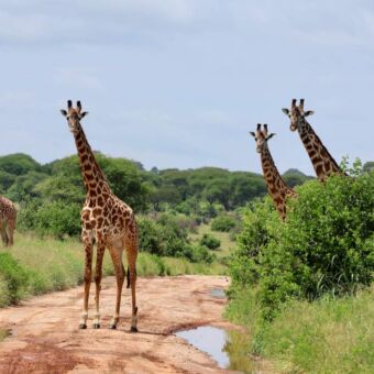 Groepje giraffen die je aankijken in Ndutu Serengeti Tanzania
