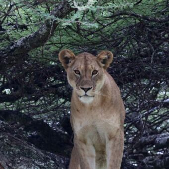 Leeuwin staand in een boom staand op een tak Tarangire Tanzania