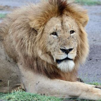 Mannetjes leeuw liggend op de grond van de Ngorongor krater Tanzania