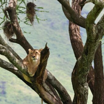 leeuwin liggen op een tak in een boom tanzania