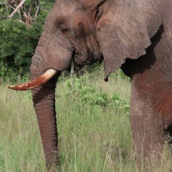 Olifanten staand in het groene gras op de vlaktes van Tarangire