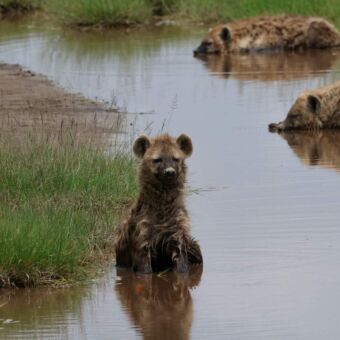 3 hyenas in een plas 2 liggen in het water 1 zit rechtop in het water.