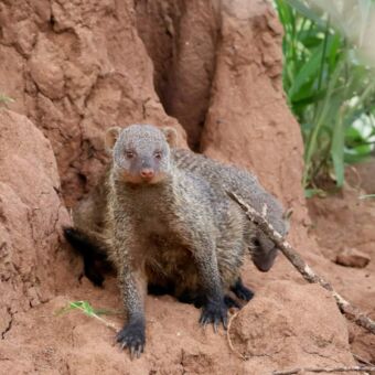 mangoos op een termietenheuvel safari Tanzania
