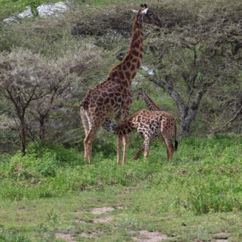 Baby giraf drinkt bij zijn moeder in ndutu Serengeti Tanzania