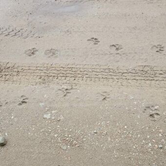 voetafdrukken in het zand van een leeuw gespot tijden een wandelsafari tanzania