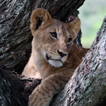 Review Tanzania Welpje liggen op een tak in een boom Tarangire