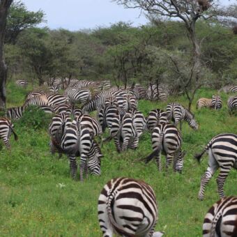 grote migratie ndutu tanzania grote groep zebra's grazend