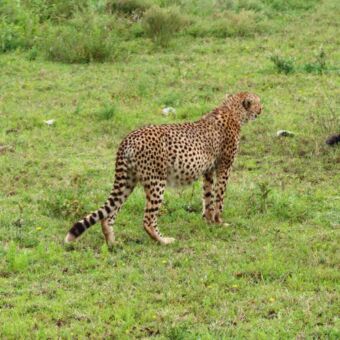 cheetah die bij een gedode gnoe staat in Ndutu in Tarangire