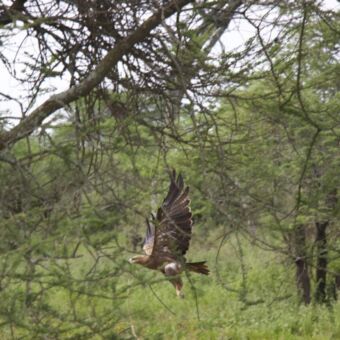 Een eagle met uitgespreide vleugels tussen de groene bomen in Ndutu in Tanzania