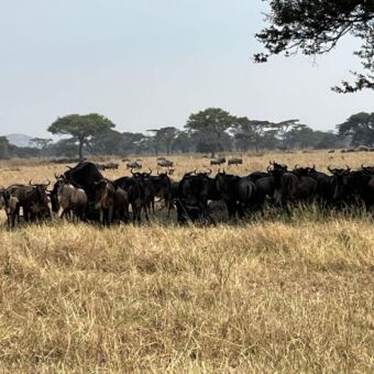 Grote grope gnoes in het westen van de Serengeti Tanzania