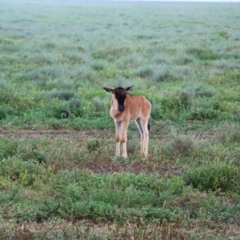 Een jong gnoe die in het groene landschap van Ndutu je aankijkt