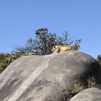 Leeuwin liggen op een rots uitkijkend over de Serengeti Tanzania