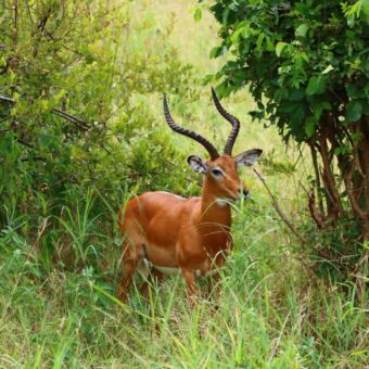 Mannetjes gazelle met hoorns die in hoog groen gras tussen de bomen staat in TARANGIRE NATIONAL PARK in Tanzania