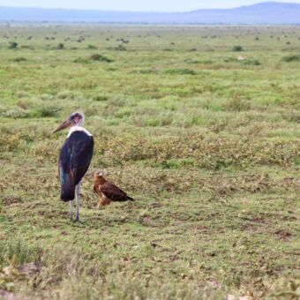 Marabu stork met hiernaast een eagle die zitten te wachten bij een prooi in Ndutu in Tanzania