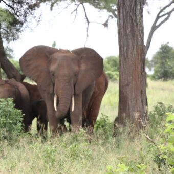 Olifanten die in de schaduw onder een boom staan te rusten in TARANGIRE NATIONAL PARK