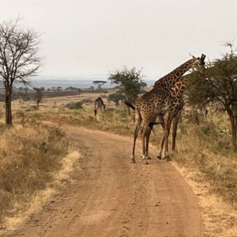 Geel gras met giraffen en zebra's op de vlaktes van de Serengeti Tanzania