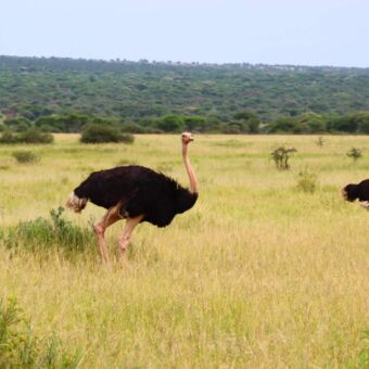 Twee mannelijke struisvogels die op de vlakte van Ndutu in Tanzania rondlopen
