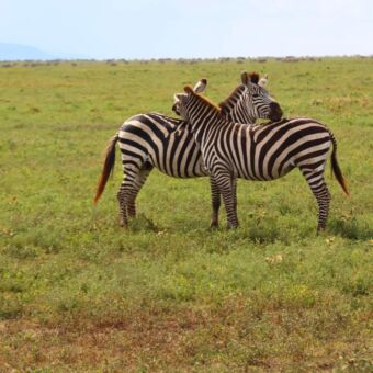 Twee zebra's die met de koppen naar elkaar toe staan op een groene vlakte in Ndutu Tanzania