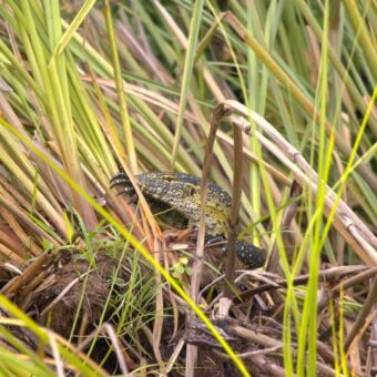 Varaan die in het gras ligt op de oever van Lake Duluti