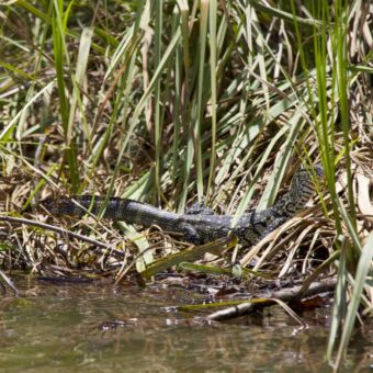 Monitor lizard bij de oever van Lake Duluti in Tanzania