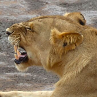 grommende jonge leeuwin die je vanaf de zijkant ziet