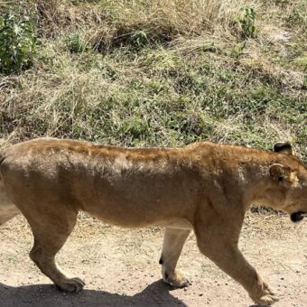 Goudkleurige leeuwin die langs de safari auto loopt