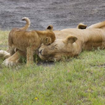 Welpje die kopjes geeft aan de moederleeuw in Ndutu in Tanzania