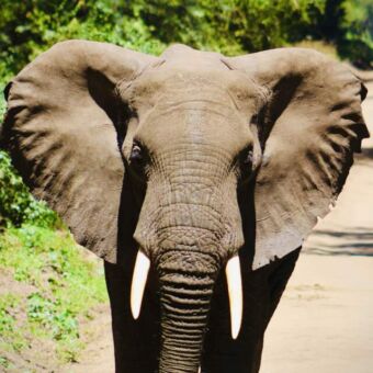 Olifant heel dichtbij achter de auto
