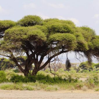 acacia met daarin de nesten van de weavers