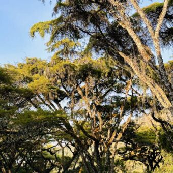 bomen bedekt met mos safari tanzania