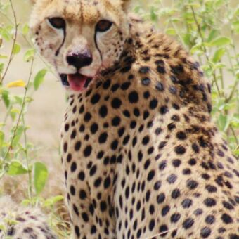cheeta die omkijkt in ndutu tanzania